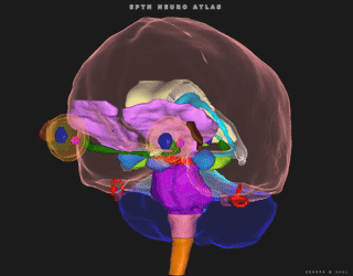 EPTN International Neurological Contouring Atlas - 2021 Update